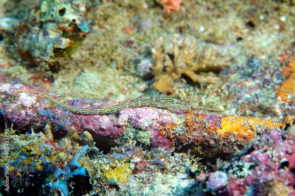 Fototapeta Sea Needle