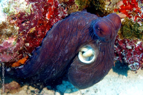 Fototapeta Octopus