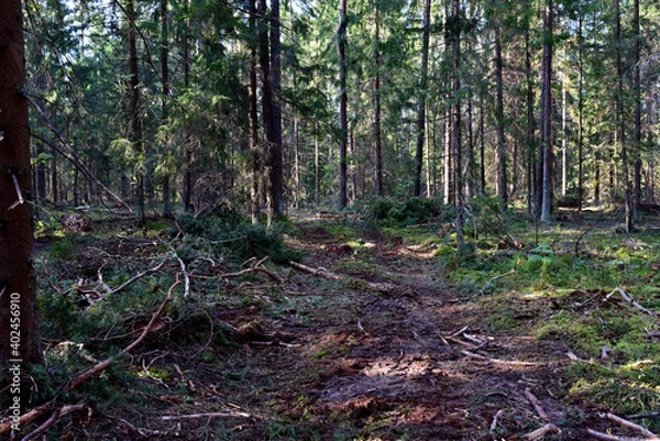 Fototapeta Felled pine trees in forest. Deforestation and Illegal Logging, international trade in illegal timber. Stump of the felled living tree in the forest. Destruction wildlife. Wood Export and Import