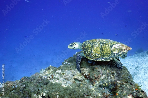 Fototapeta Sea Turtle
