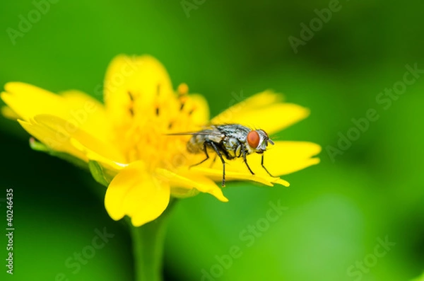 Fototapeta fly macro in green nature