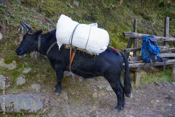 Fototapeta Domestik Yak (Bos Grunniens) loaded with supplies. On the Everest base camp trek in nepal. Between Phakding and Lukla.