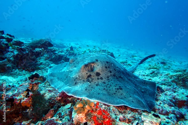 Fototapeta Stachel Rochen