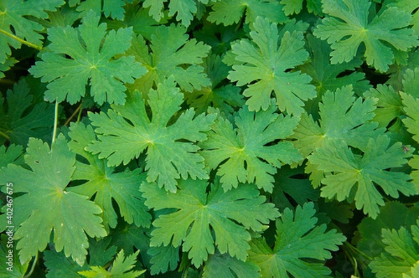 Fototapeta Geranium macrorrhizum or bigroot geranium green leaves background
