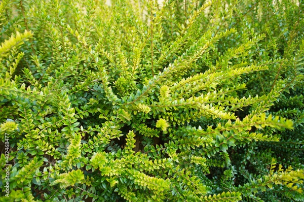 Fototapeta Green shrub of golden box honeysuckle lonicera nitida twiggy