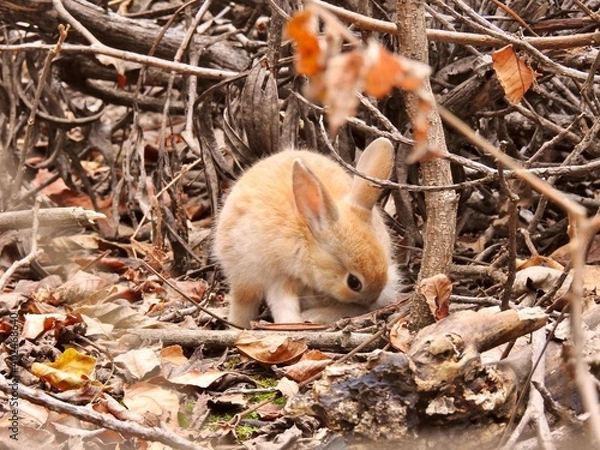 Fototapeta 日本の観光地,広島県大久野島の子どもうさぎ