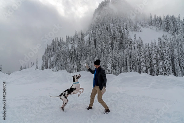 Fototapeta Man and pet great dane dog playing in mountain snow in winter. 