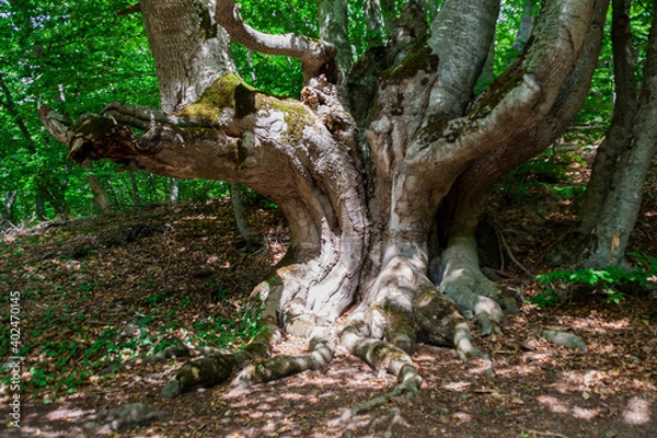 Obraz Old wild strange tree trunk in forest