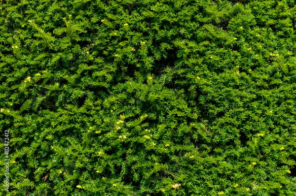 Fototapeta Green coniferous texture