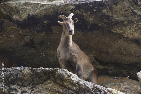 Obraz Himalayan Tahr (Hemitragus Jemlahicus) standing on a cliff around Kyangjuma in the Everest area.