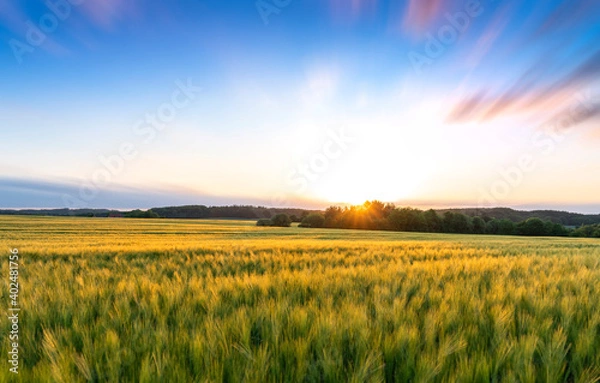 Obraz Sunset over wheat field