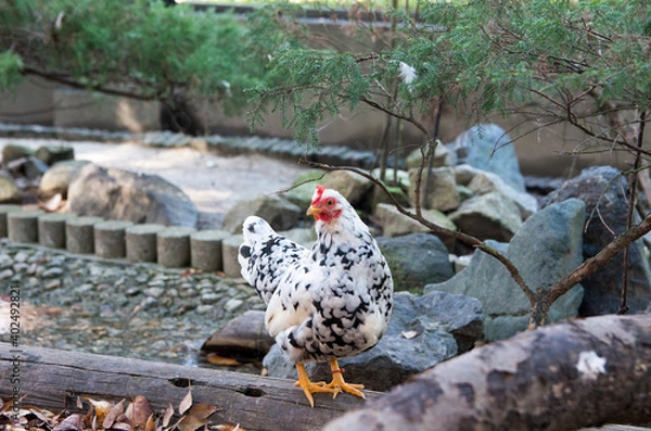 Obraz つがいの碁石チャボ