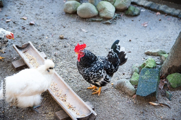 Obraz つがいの碁石チャボ