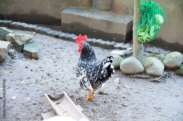 Obraz つがいの碁石チャボ