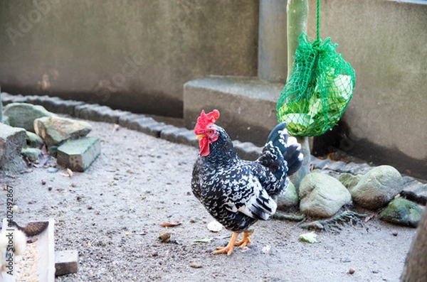 Obraz つがいの碁石チャボ