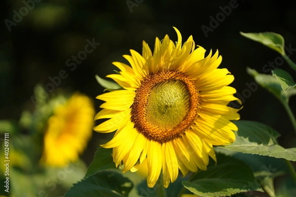 Obraz sunflower in the field