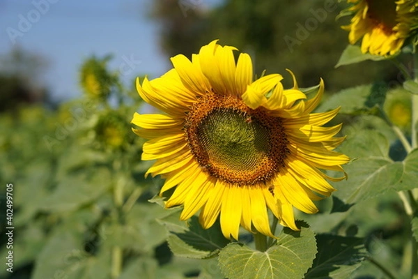 Obraz sunflower in the field