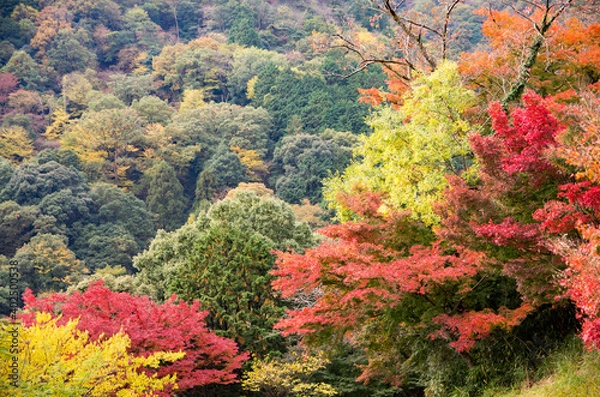 Fototapeta 秋の行基寺