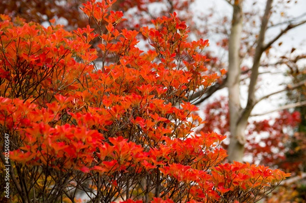 Obraz 秋の行基寺