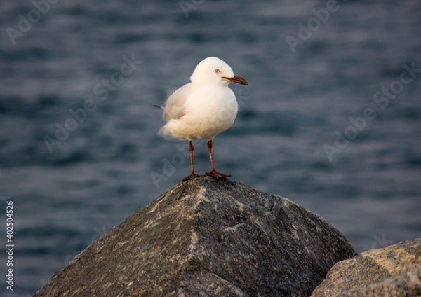Obraz Seagull