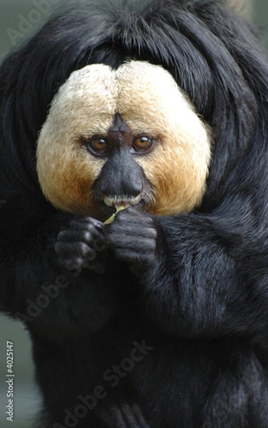 Obraz saki o białej twarzy