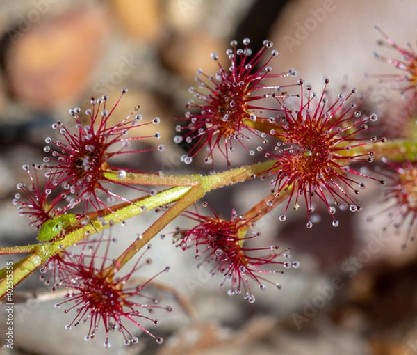 Fototapeta Drosera stolonifera with a Sundew Bug (Setocoris sp.) close to Nannup in Western Australia