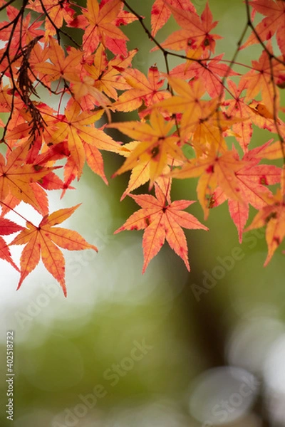 Fototapeta 冬の公園の綺麗な紅葉の風景