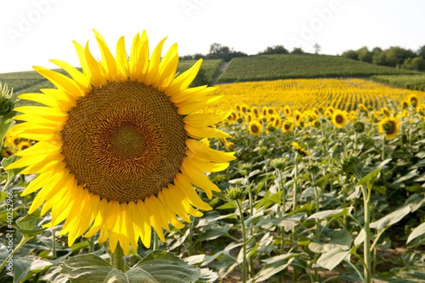 Obraz Sunflower
