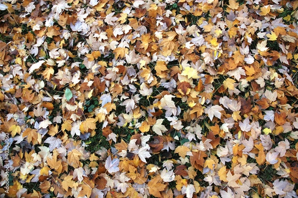 Obraz Leaves Background