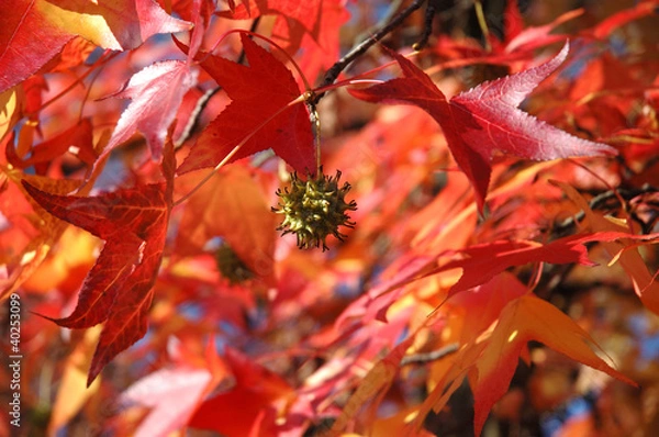Obraz Flowering Tree