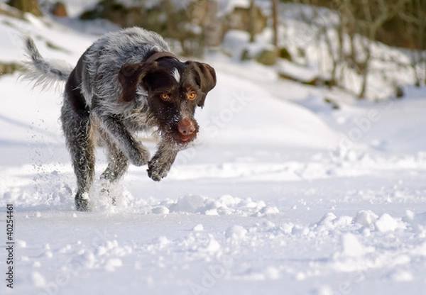 Obraz German wire-haired pointer