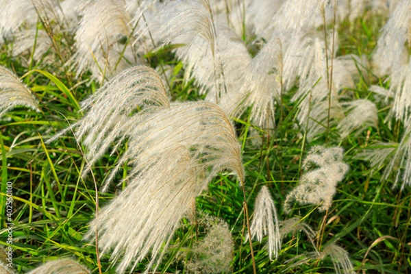 Fototapeta ススキの野原