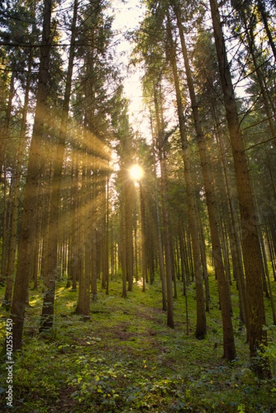 Fototapeta Sonnenstrahlen in einem Fichtenwald  im Herbst