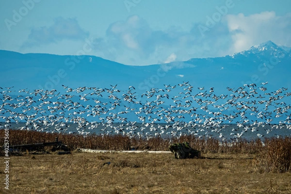 Fototapeta a massive flock of snow geese flew over the edge of brown grasses covered marshland with mountain range on the background over the horizon
