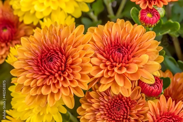 Fototapeta Orange garden mums close up