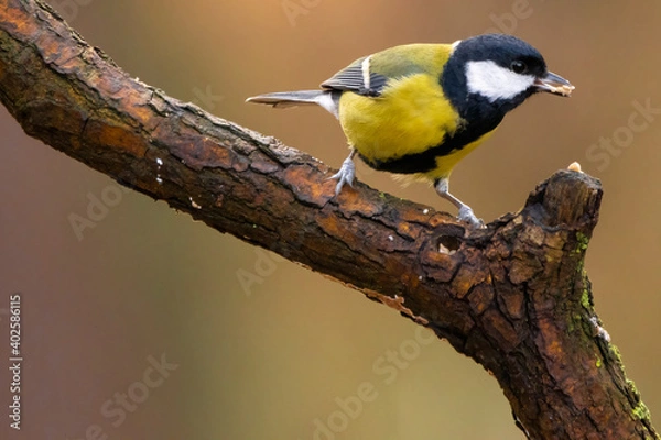 Fototapeta A black tit or also called coal tit at a feeding place at the Mönchbruch pond in a natural reserve in Hesse Germany. Looking for food in winter time.