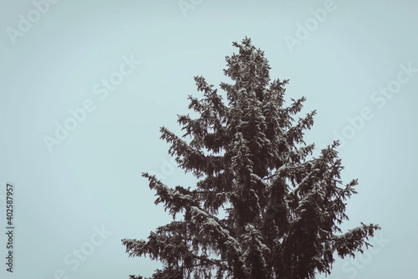 Fototapeta Sapin enneigé