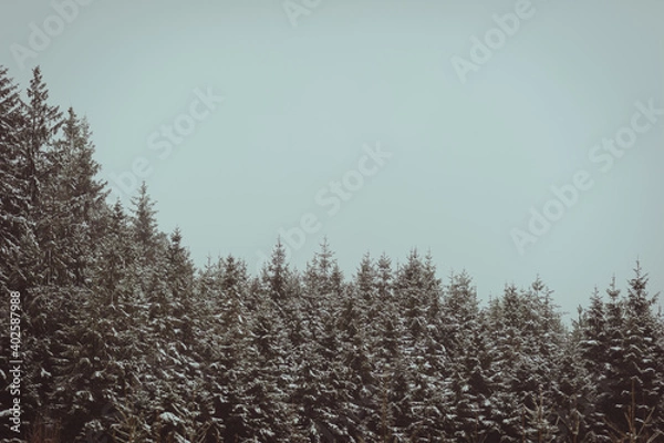 Fototapeta Sapins enneigés