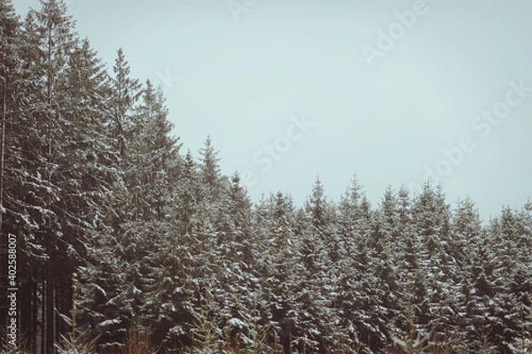 Obraz Sapins enneigés