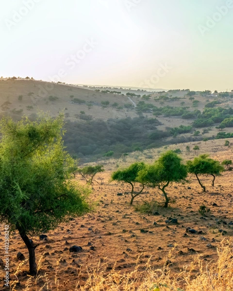 Obraz trees over mountains and valley