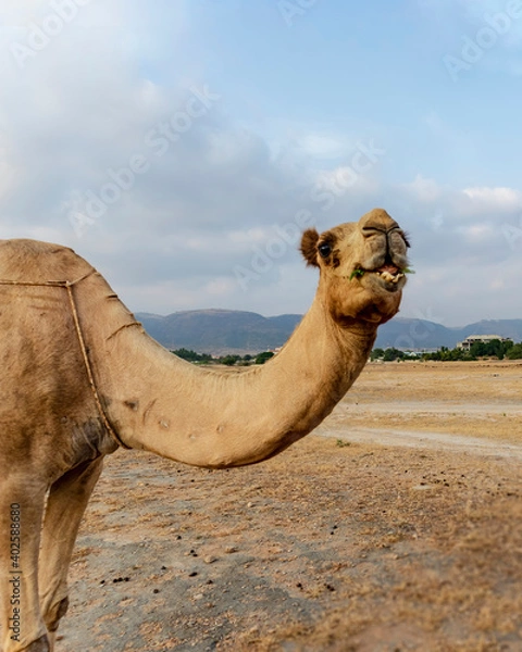 Obraz camel in the desert