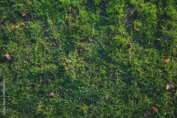 Fototapeta Background texture of grass with leaves
