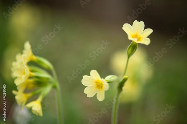 Obraz Schlüsselblumen