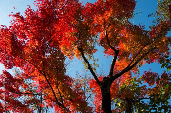 Obraz グリーンピア春日井の紅葉