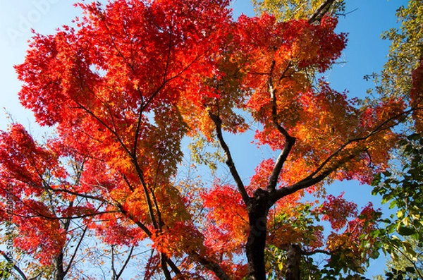 Fototapeta グリーンピア春日井の紅葉