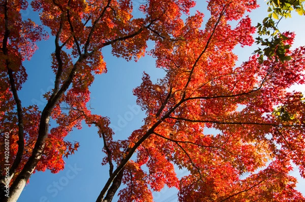 Obraz グリーンピア春日井の紅葉