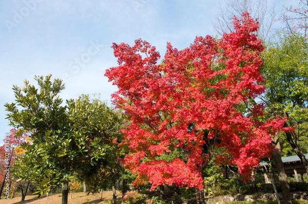 Obraz グリーンピア春日井の紅葉