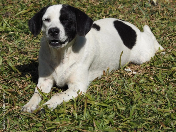 Obraz Saw dog teeth and was lying on the grass
