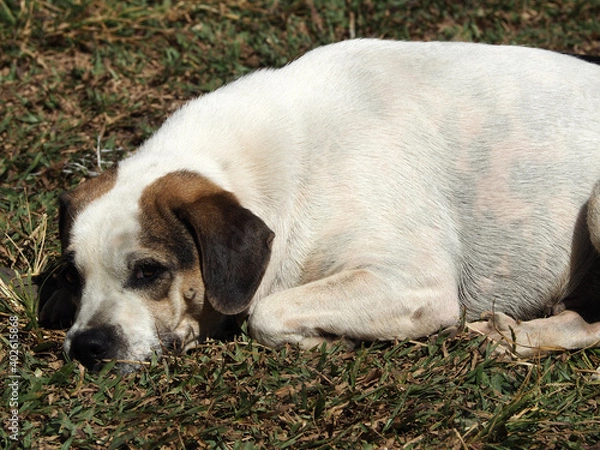 Obraz A white dog lying on the grass