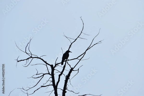 Fototapeta tree branches silhouette crow